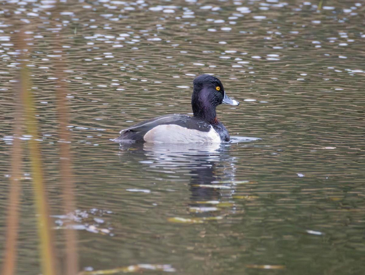 Schellente - ML646425486