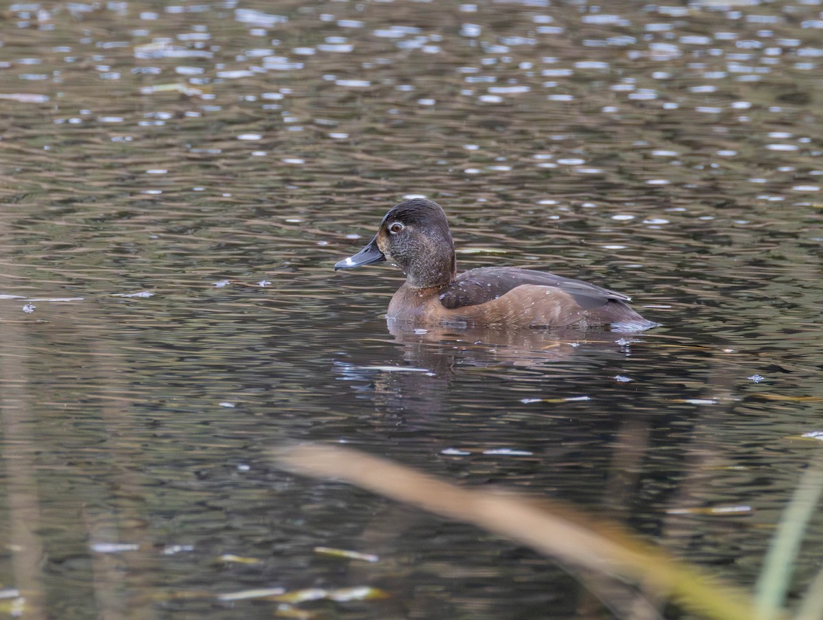 Schellente - ML646425487