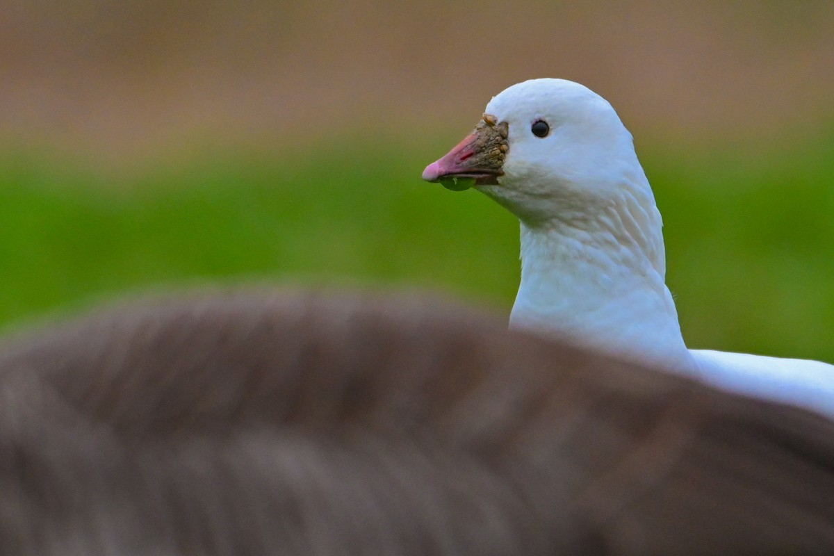 Ross's Goose - ML646425488