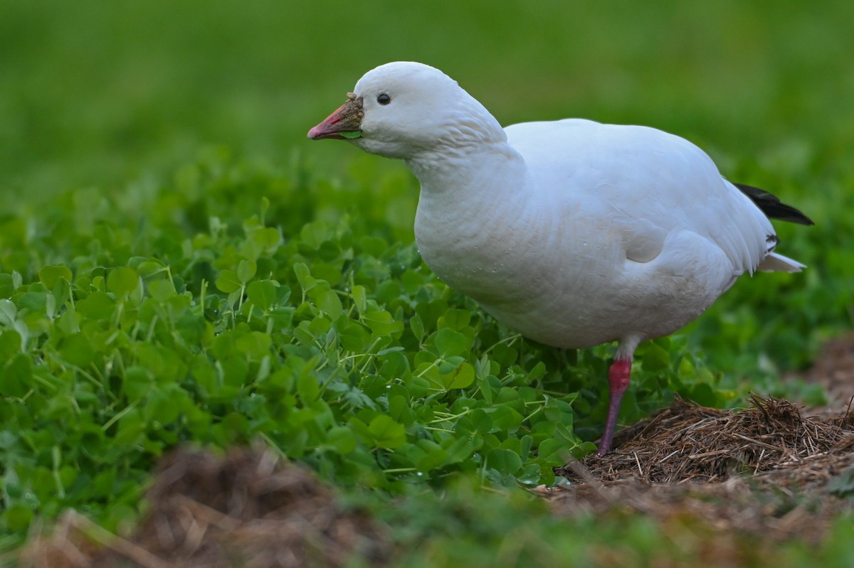 Ross's Goose - ML646425493