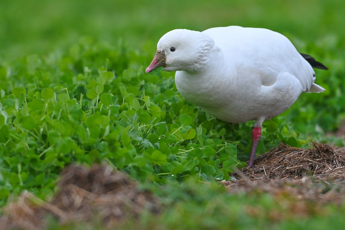 Ross's Goose - ML646425494