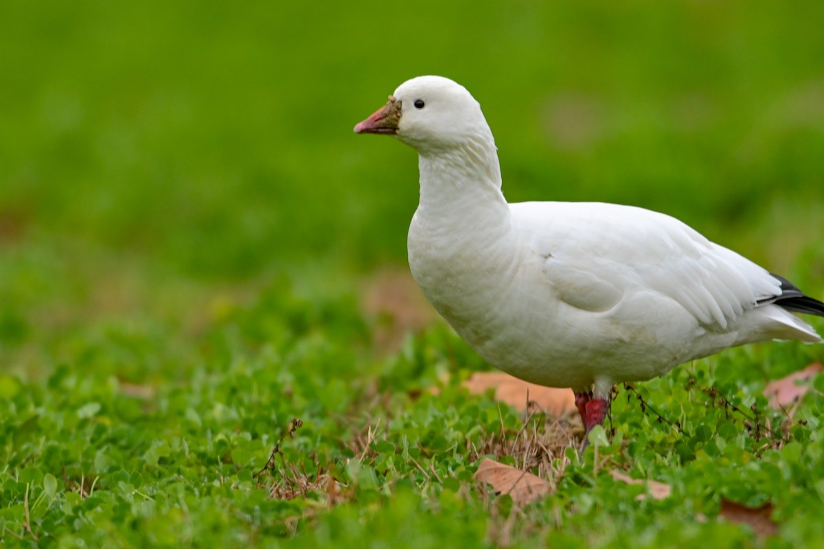 Ross's Goose - ML646425495