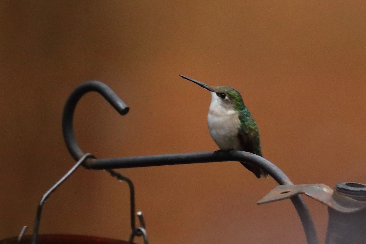 Colibri à gorge rubis - ML646425496