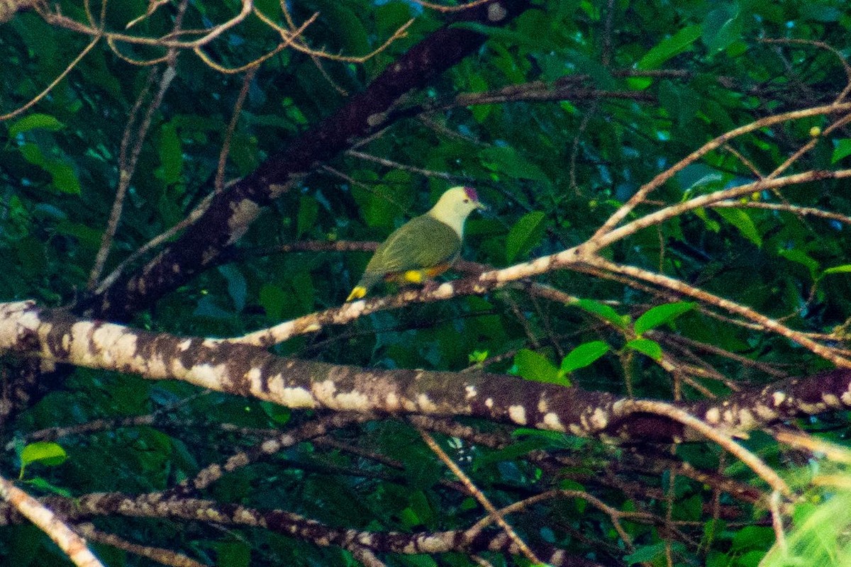 Palau Fruit-Dove - ML646425497
