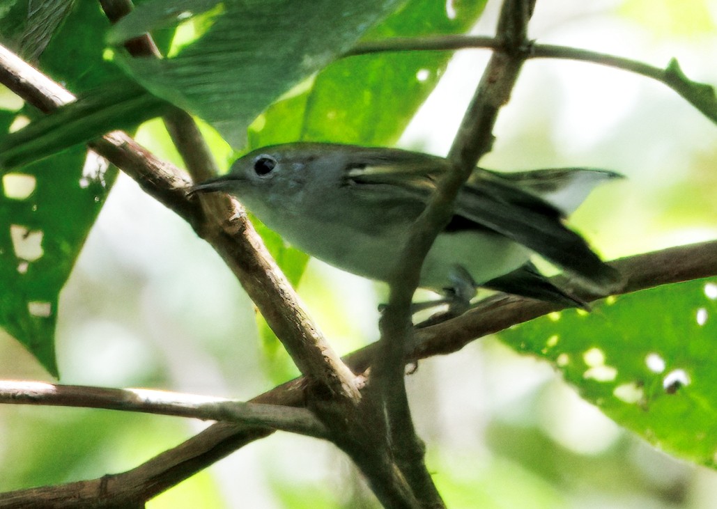 ワキチャアメリカムシクイ - ML646425498