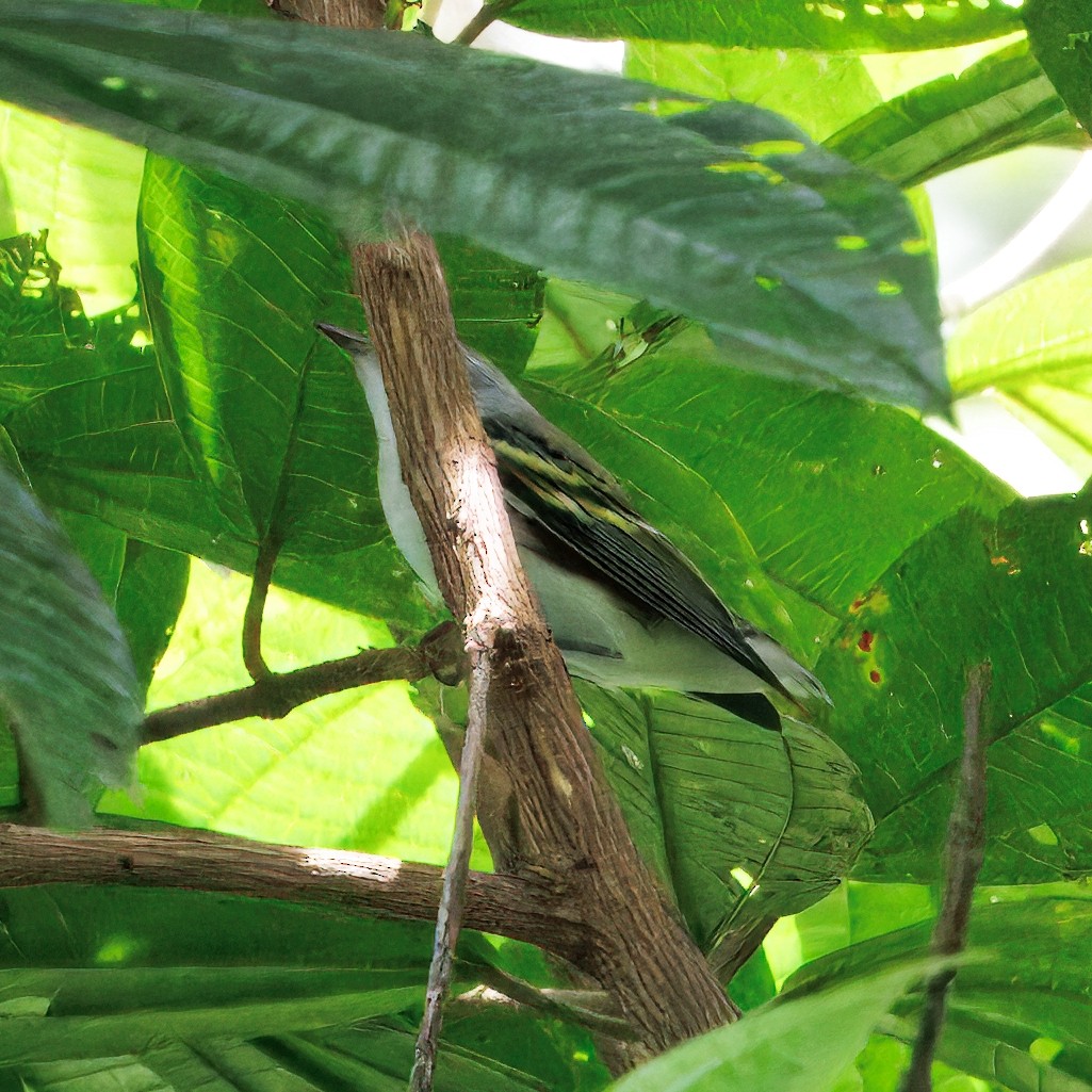 ワキチャアメリカムシクイ - ML646425499