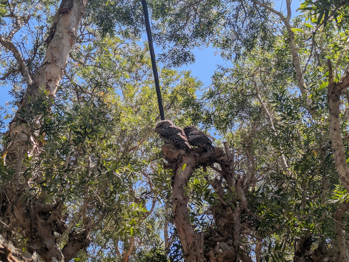Tawny Frogmouth - ML646425500
