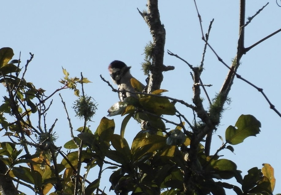 Downy Woodpecker - ML646425502