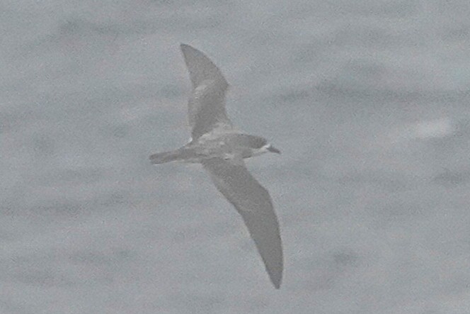 Barau's Petrel - ML646425504