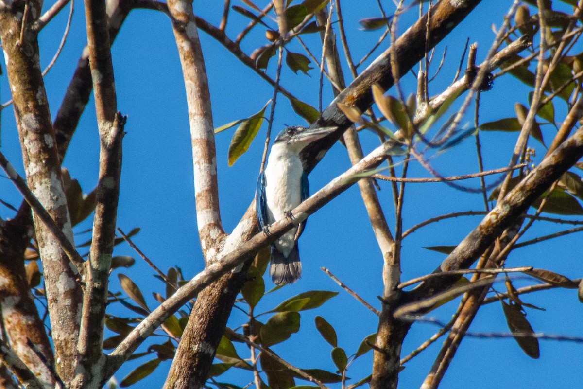 Collared Kingfisher - ML646425505