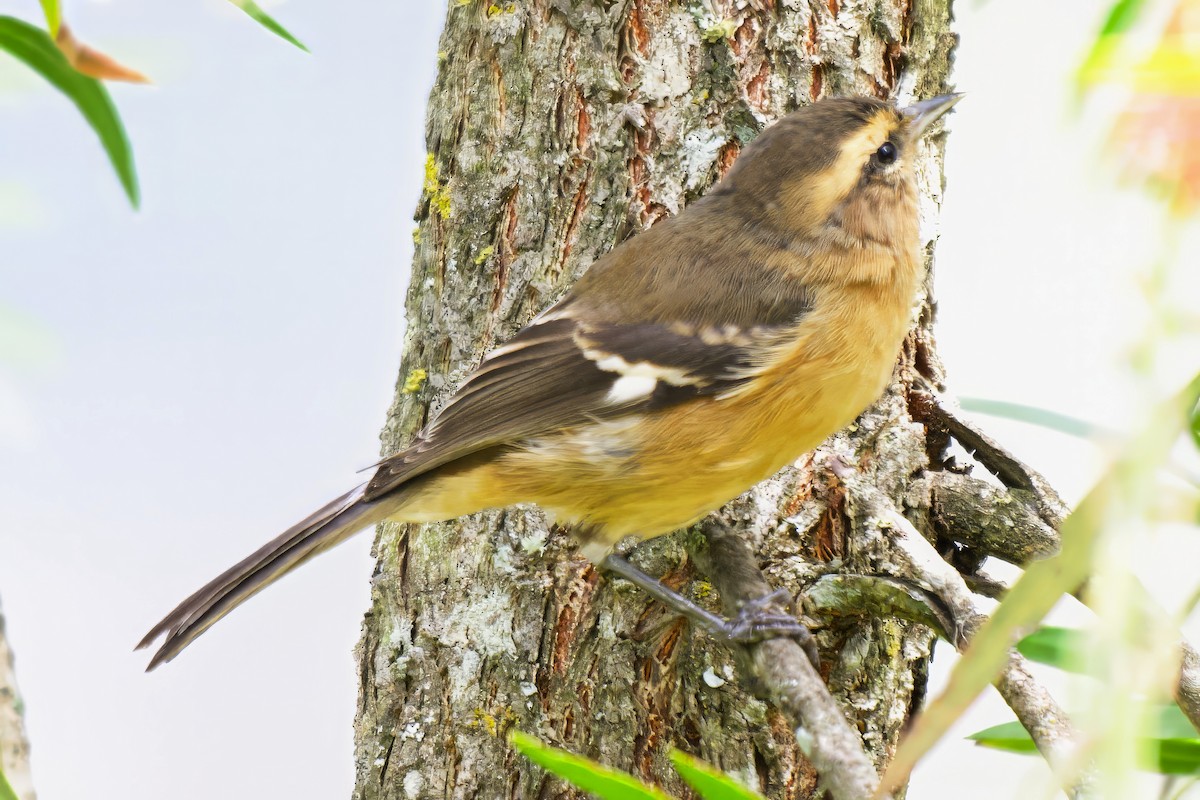 Cinereous Conebill - ML646425506