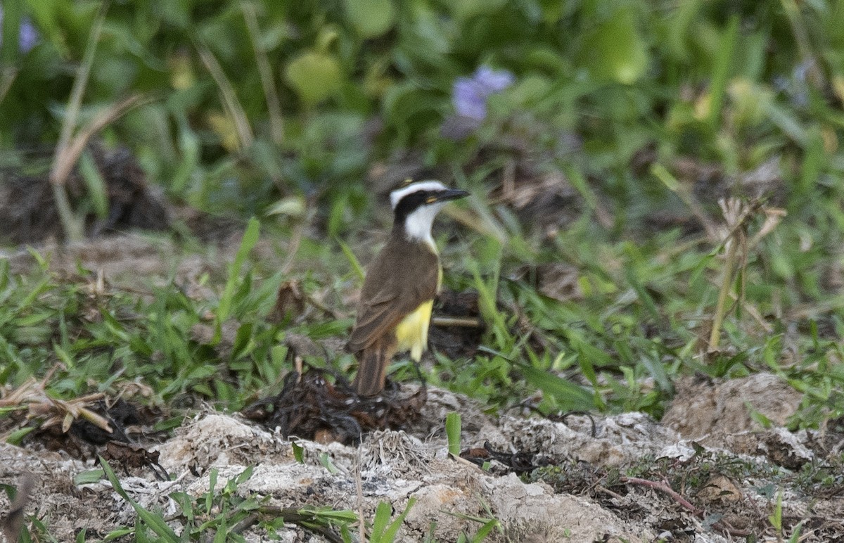 Great Kiskadee - ML646425511