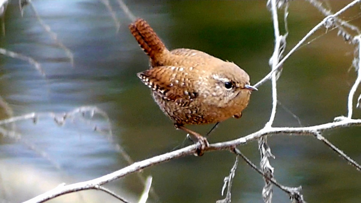 Winter Wren - ML646425513
