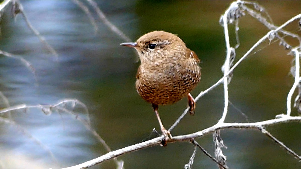 Winter Wren - ML646425514