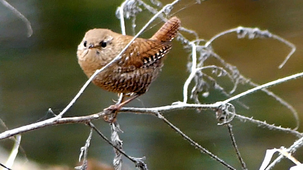 Winter Wren - ML646425515