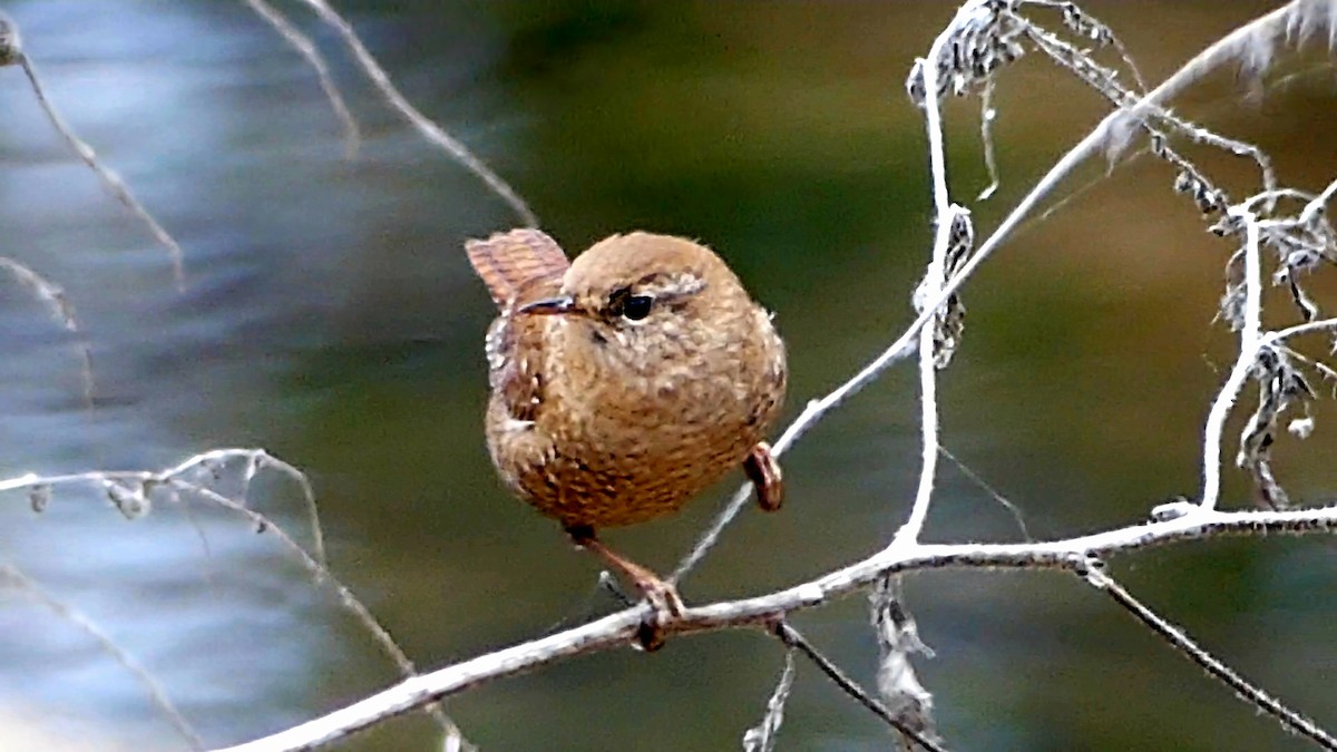 Winter Wren - ML646425516