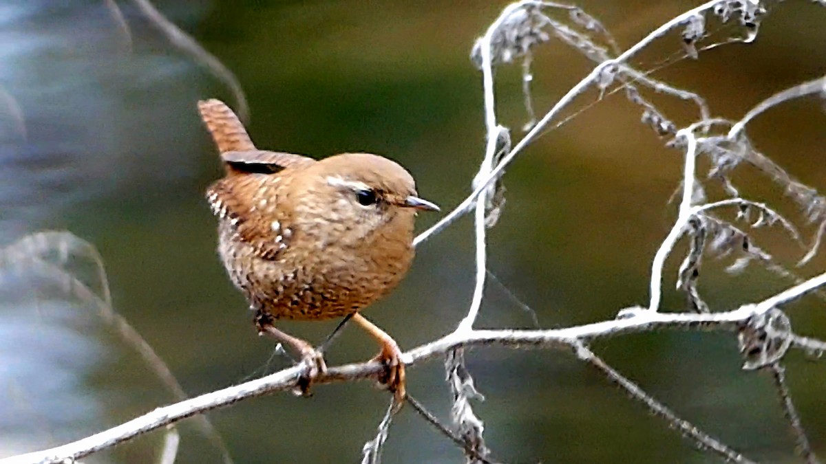 Winter Wren - ML646425517