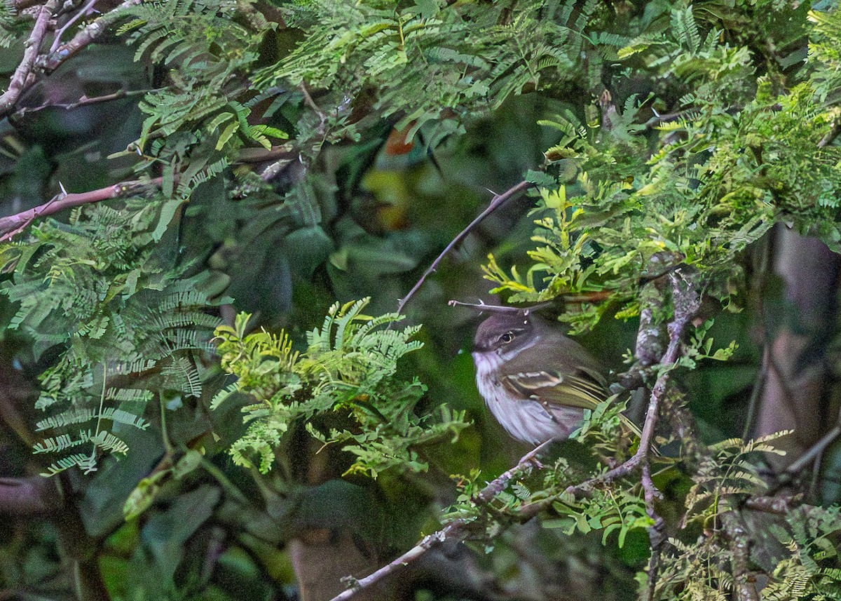 Pearly-vented Tody-Tyrant - ML646425518