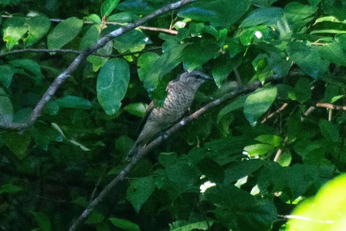 Palau Cicadabird - ML646425519