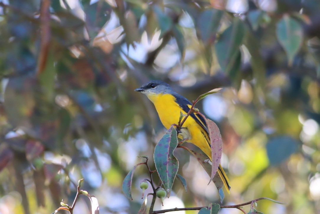 Личинкоїд сірощокий - ML646425520