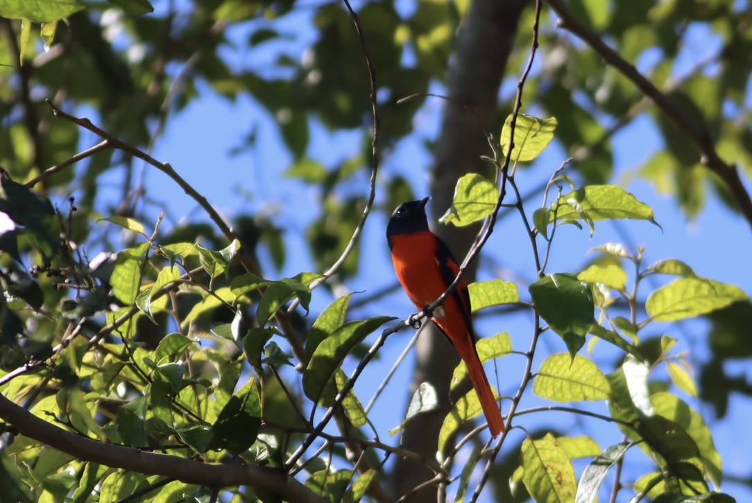 Личинкоїд сірощокий - ML646425521