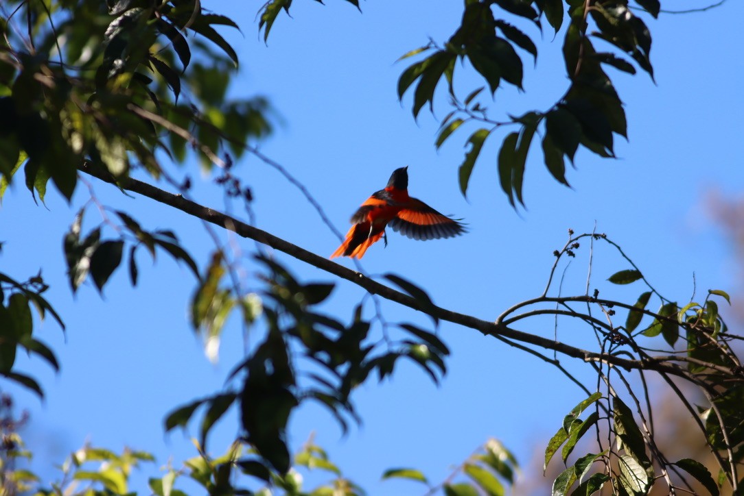 Личинкоїд сірощокий - ML646425522