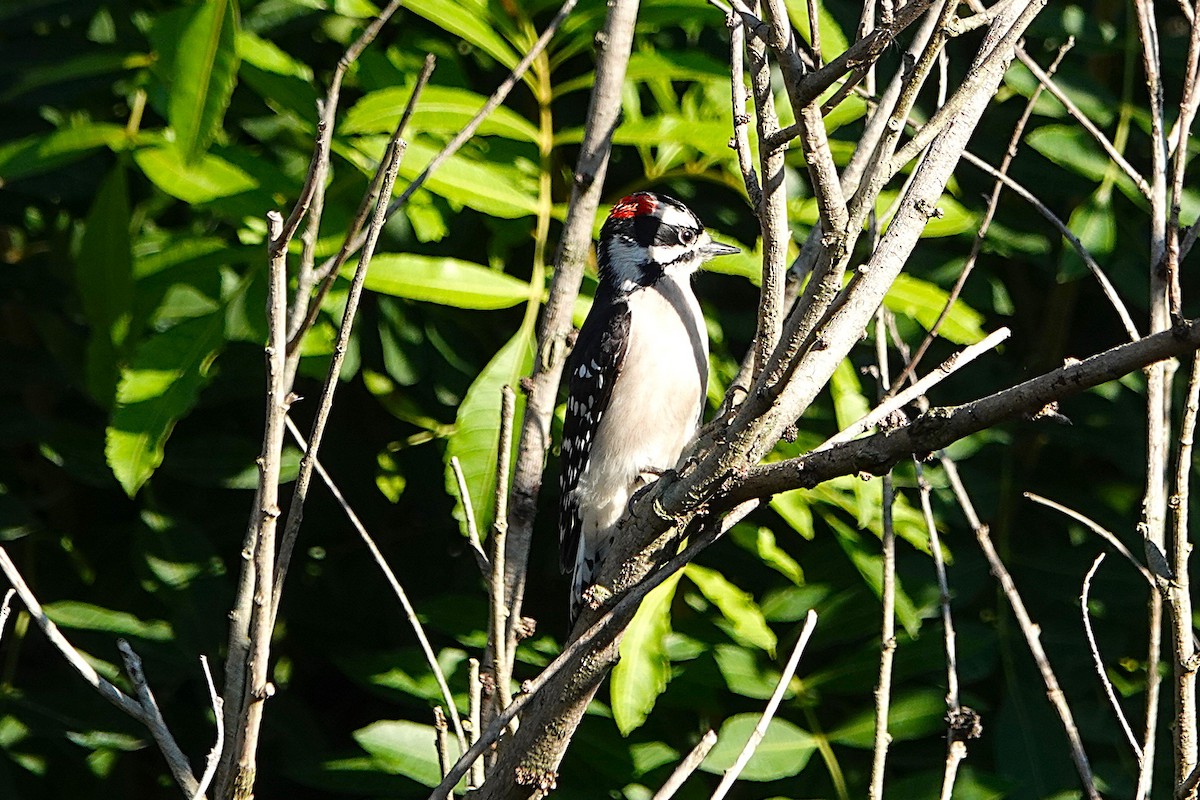 Downy Woodpecker - ML646425524