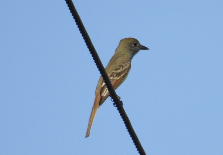 Great Crested Flycatcher - ML646425525
