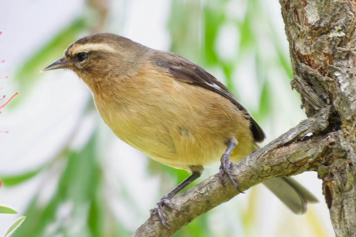 Cinereous Conebill - ML646425529