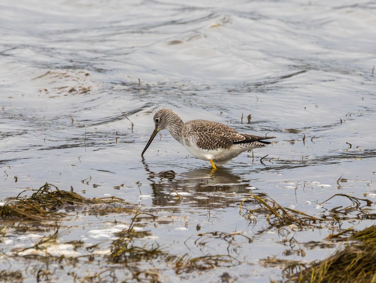 Greater Yellowlegs - ML646425531