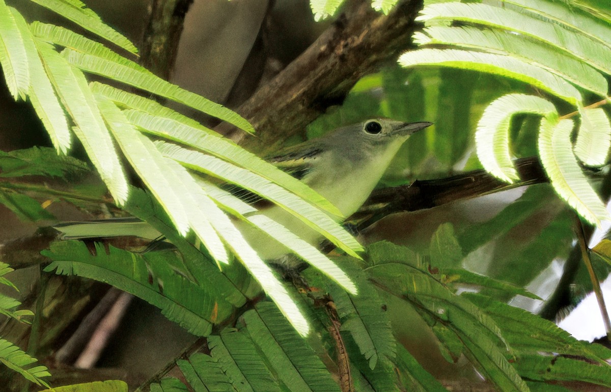 ワキチャアメリカムシクイ - ML646425532