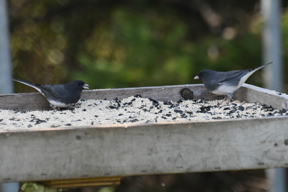 Winterammer - ML646425533