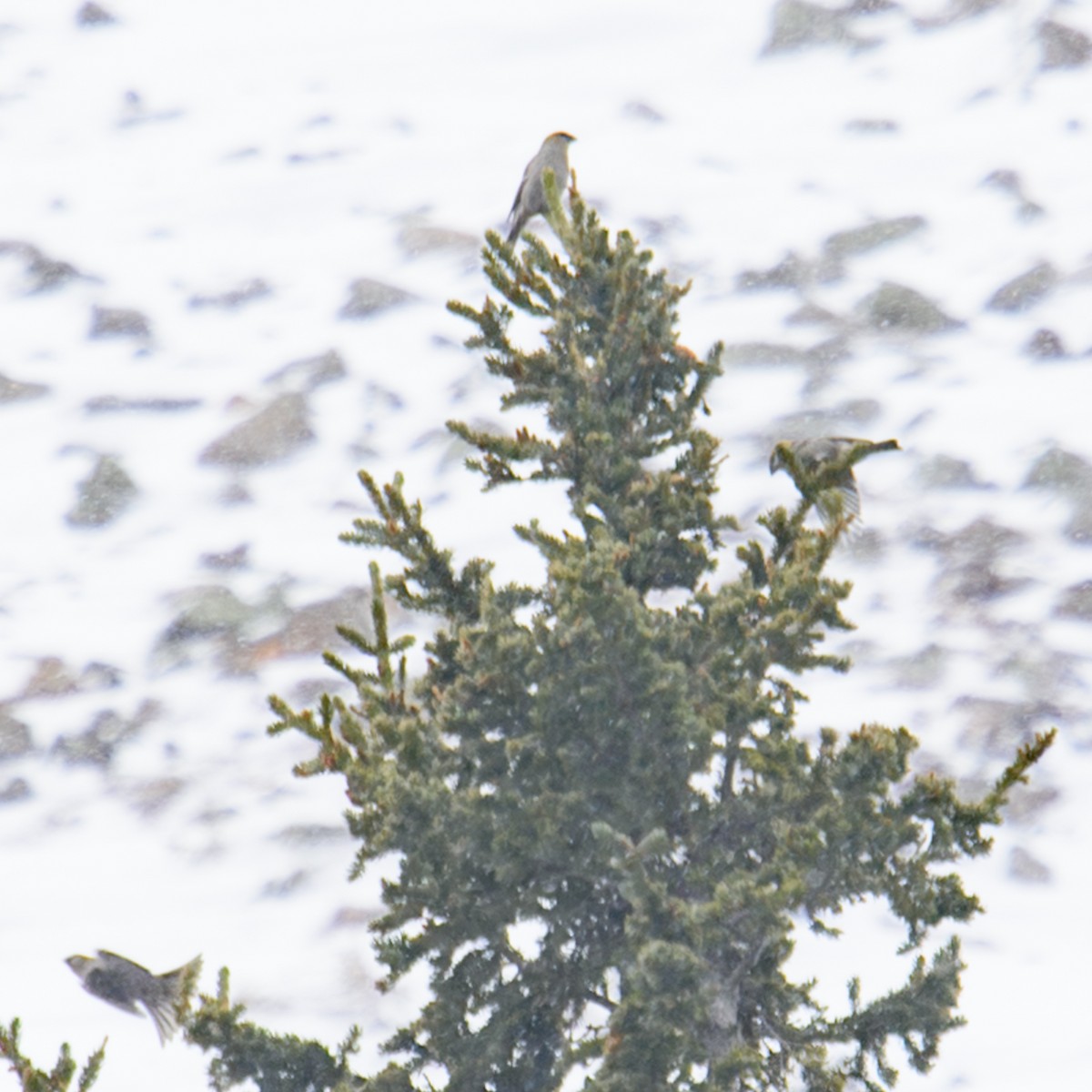 Pinu-gailupa - ML646425534