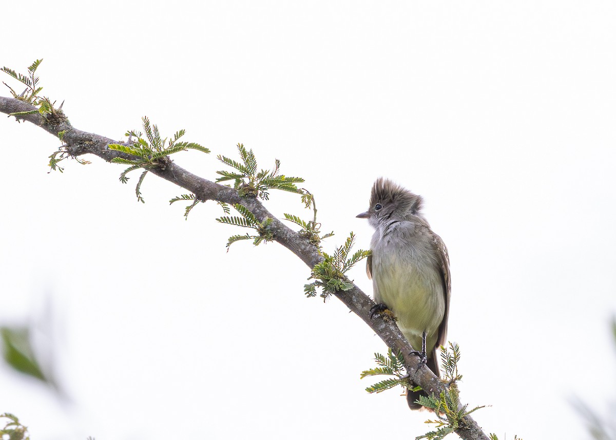 Large Elaenia - ML646425535