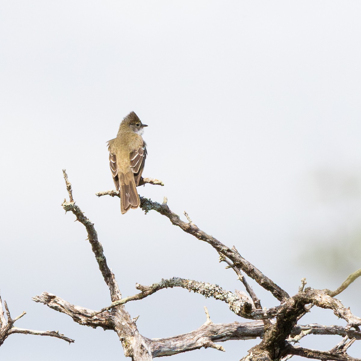 Large Elaenia - ML646425536