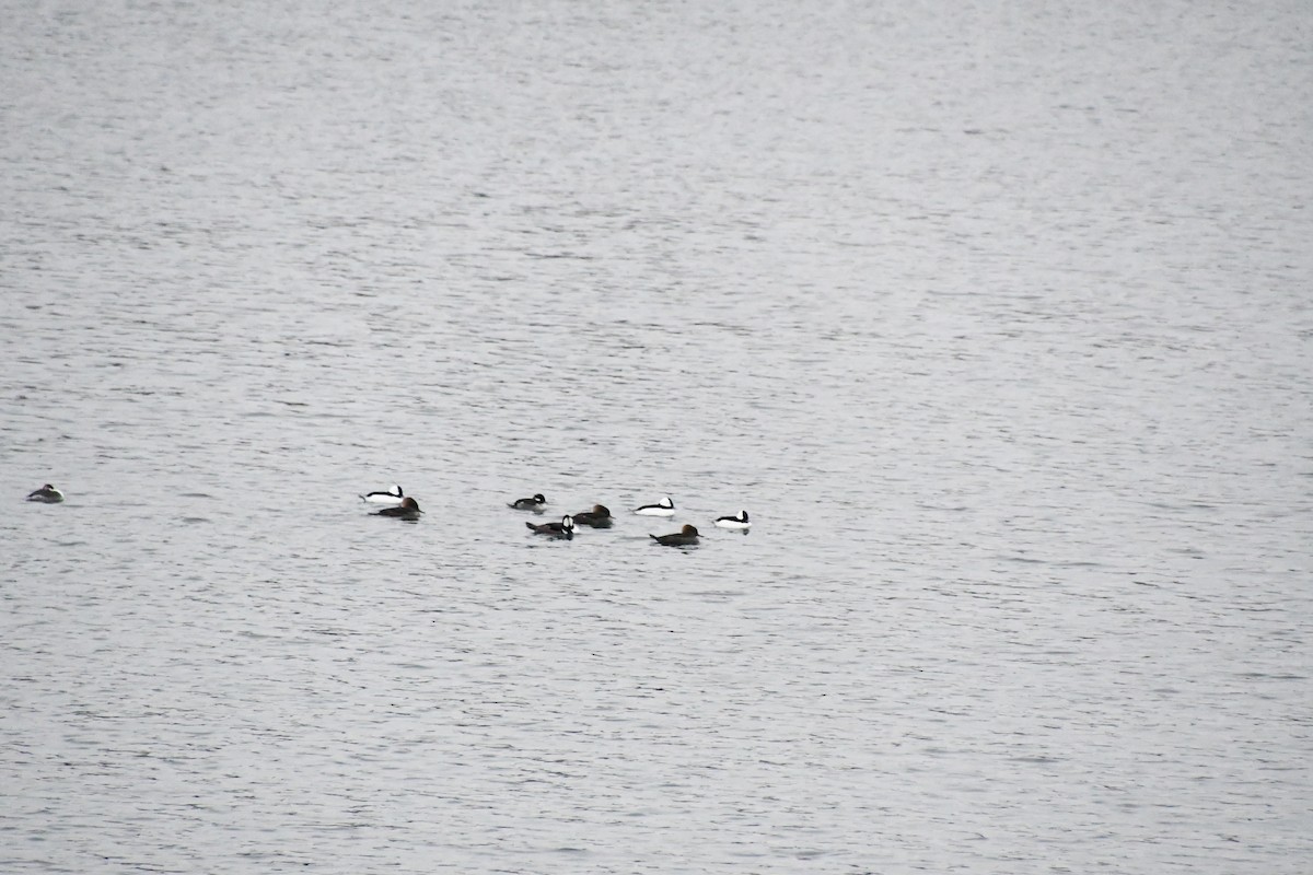 Hooded Merganser - ML646425537