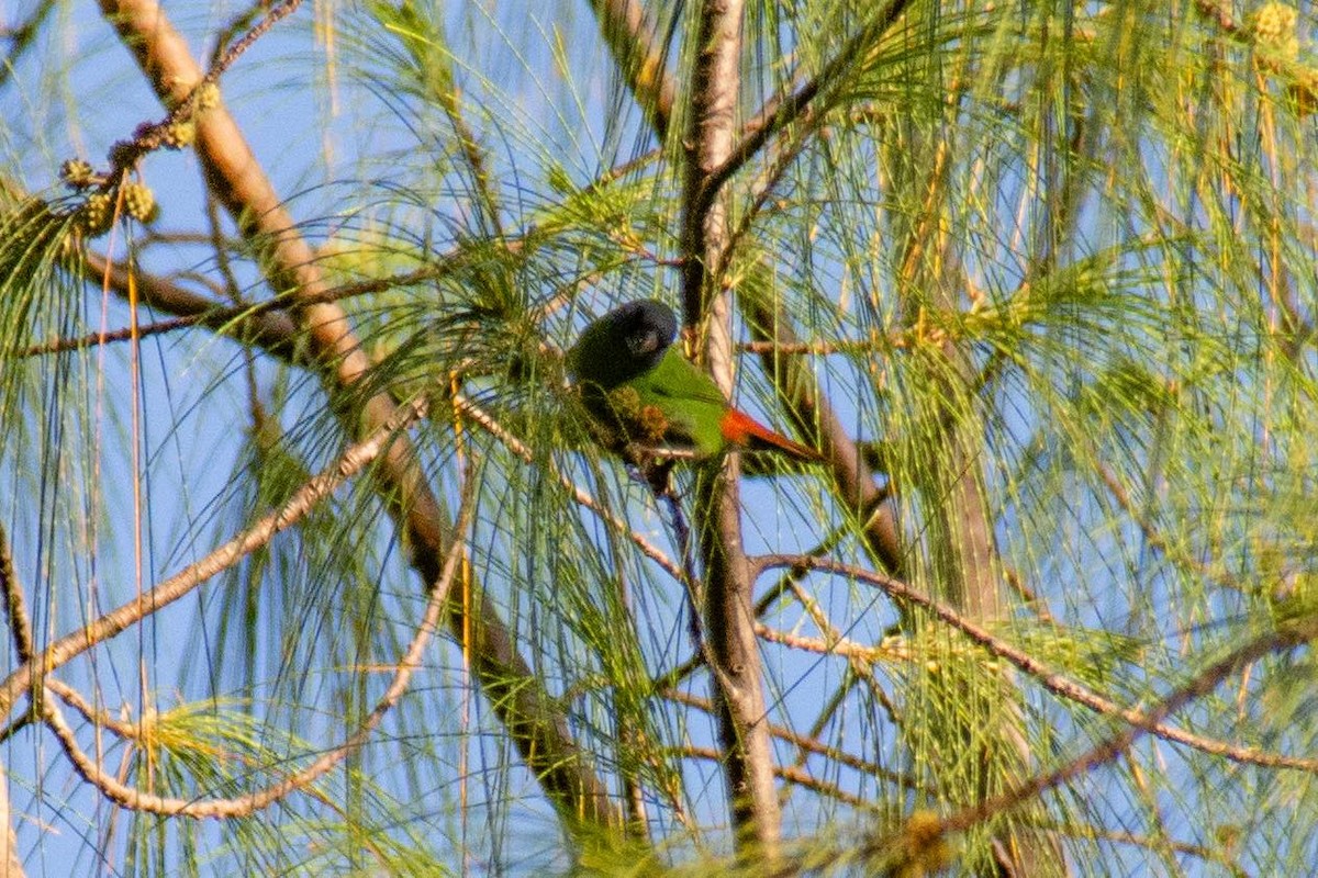Blue-faced Parrotfinch - ML646425538