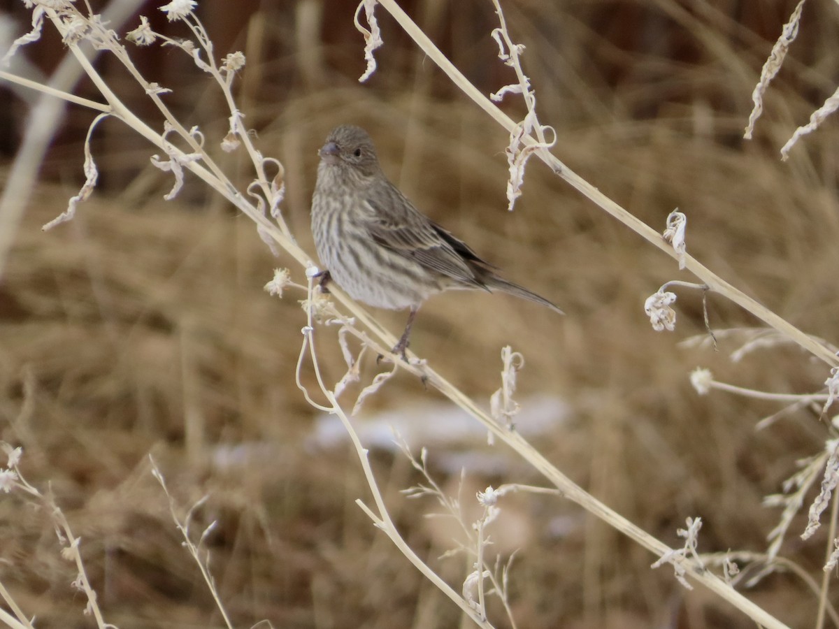 House Finch - ML646425539