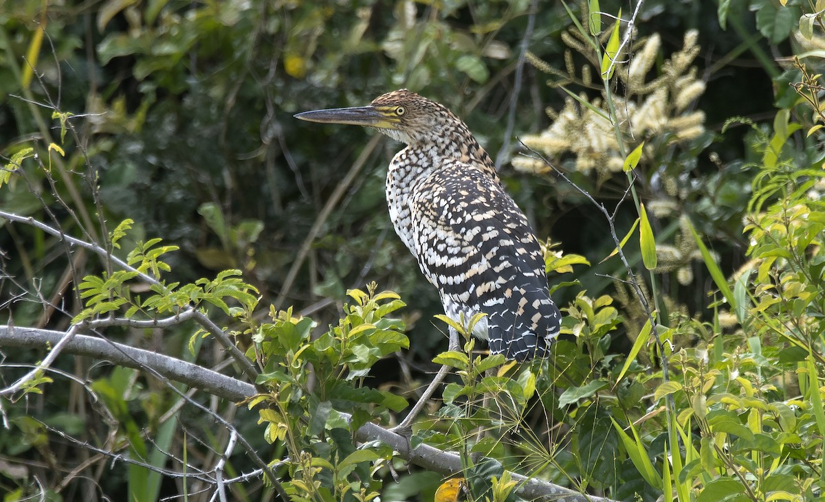 Rufescent Tiger-Heron - ML646425544