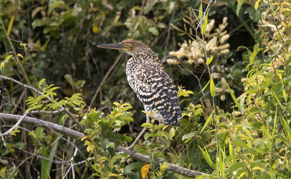 Rufescent Tiger-Heron - ML646425545