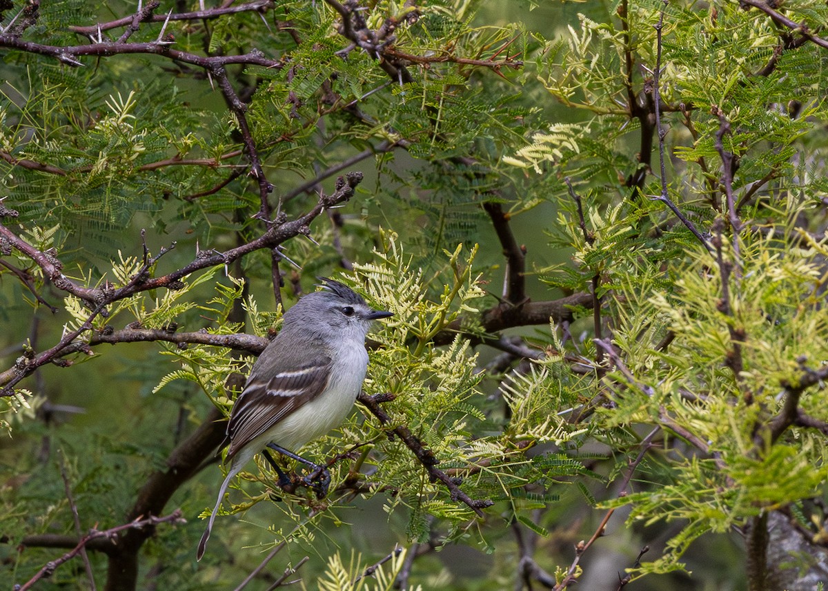 White-crested Tyrannulet - ML646425548