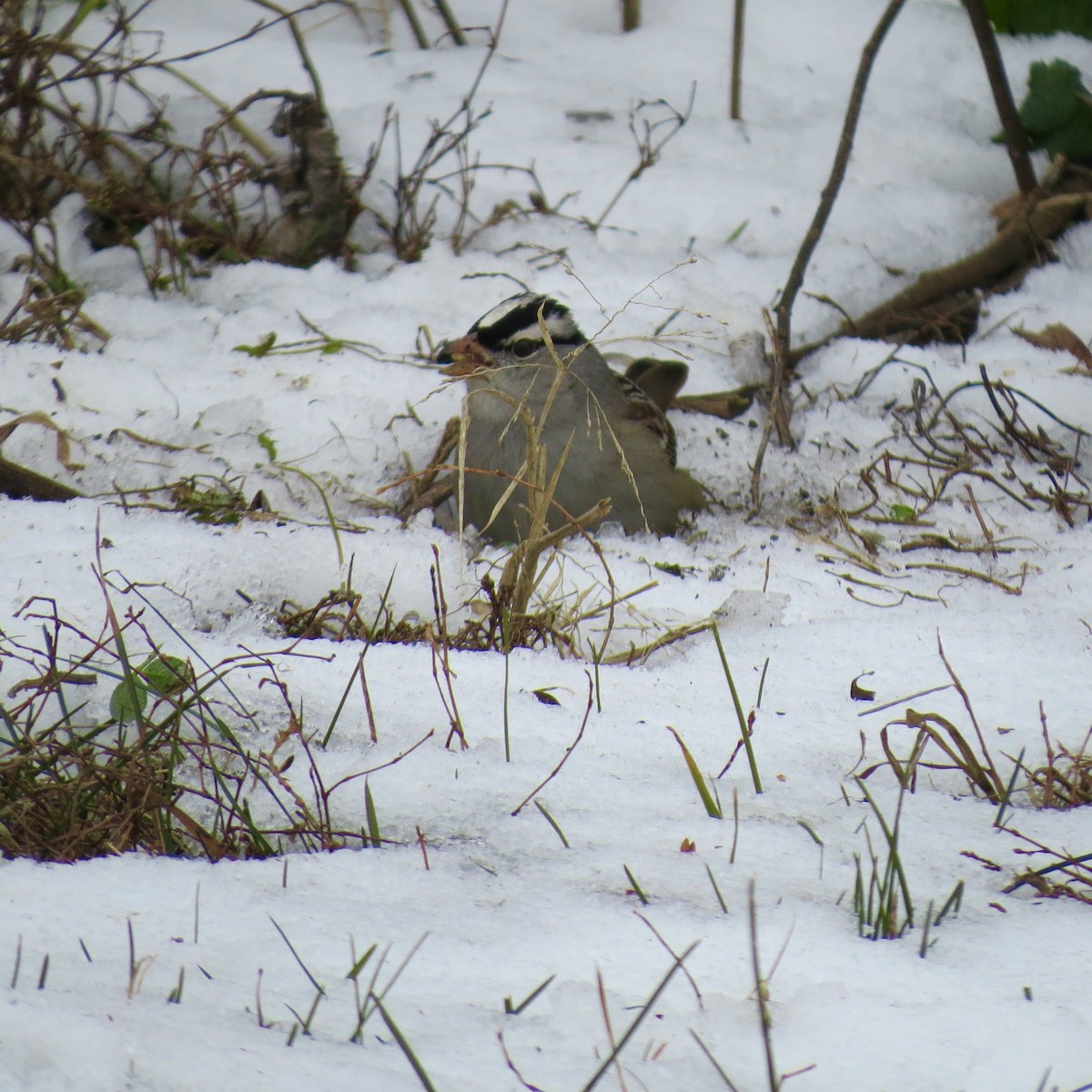 Bruant à couronne blanche - ML646425549