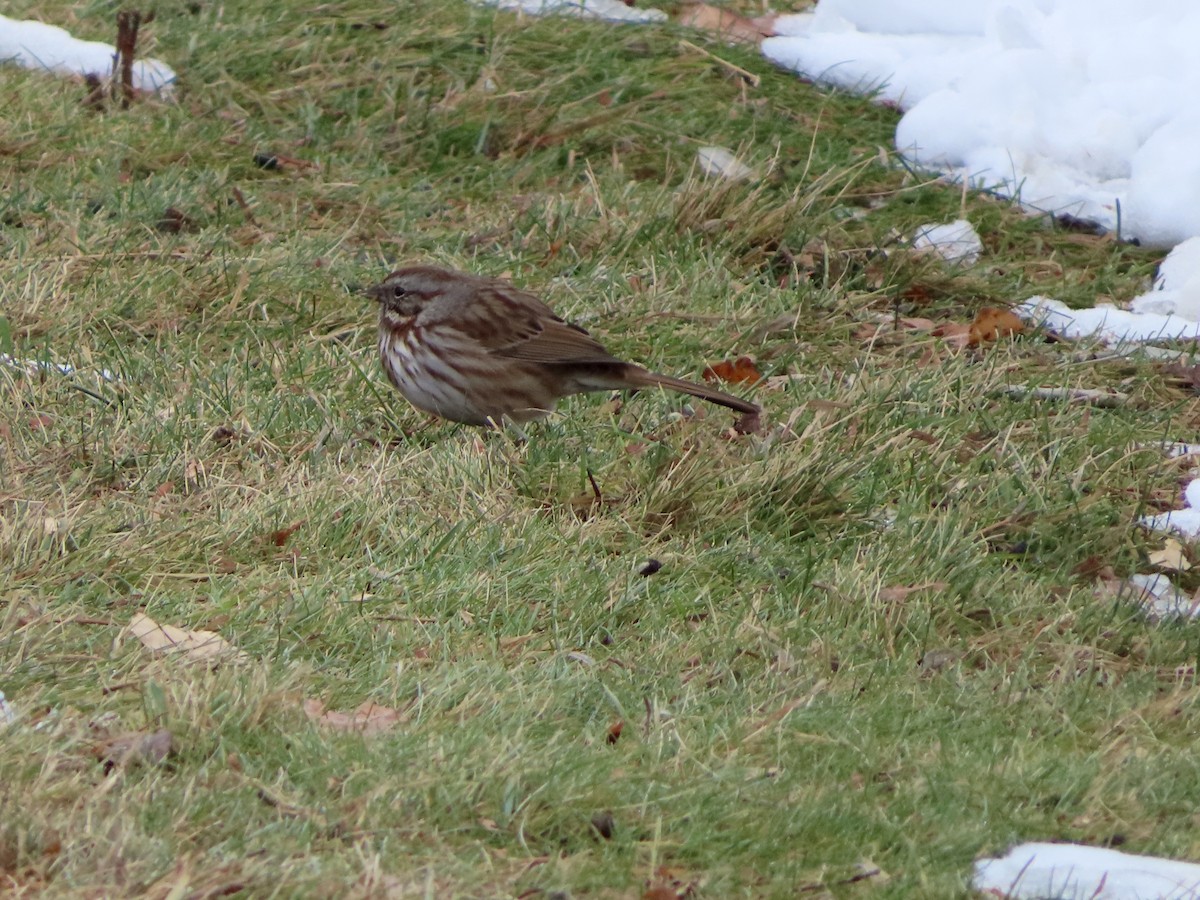 Song Sparrow - ML646425552