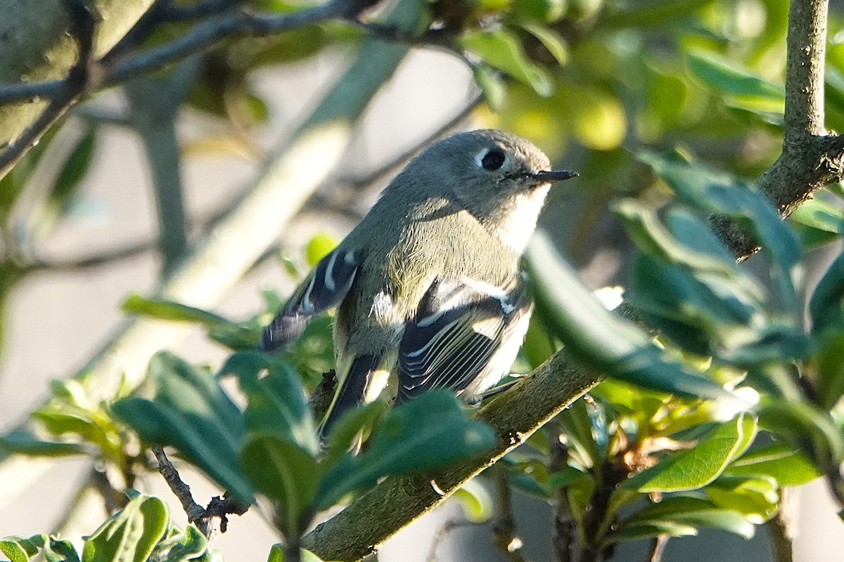Ruby-crowned Kinglet - ML646425553