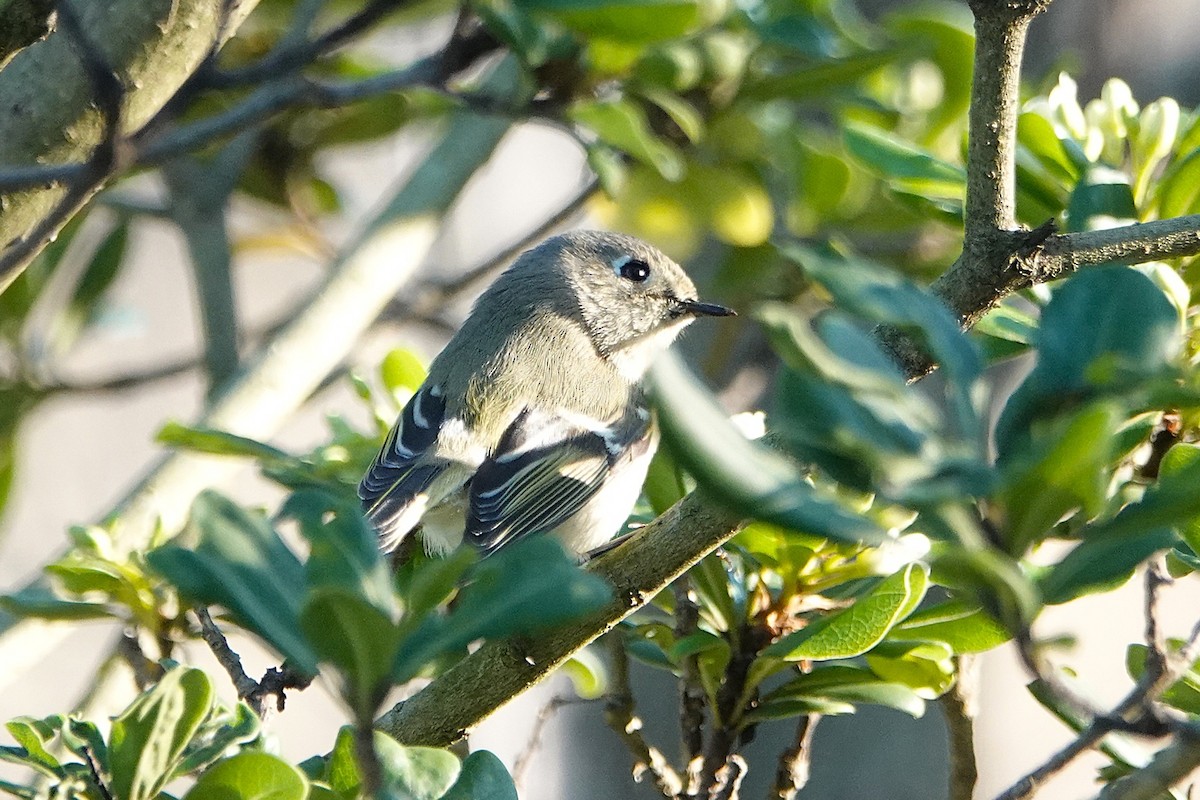 Ruby-crowned Kinglet - ML646425555
