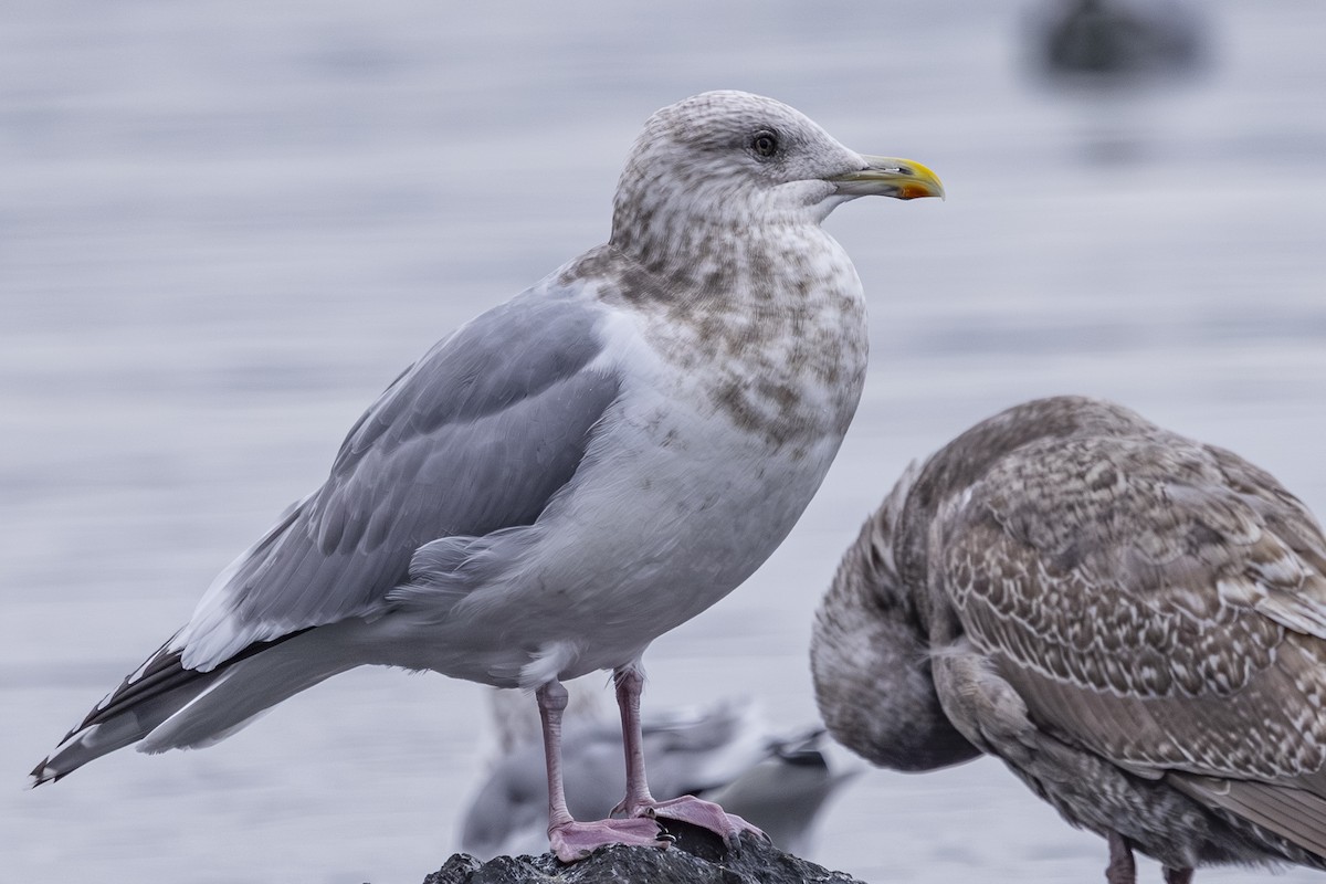 Grönland Martısı (thayeri) - ML646425560