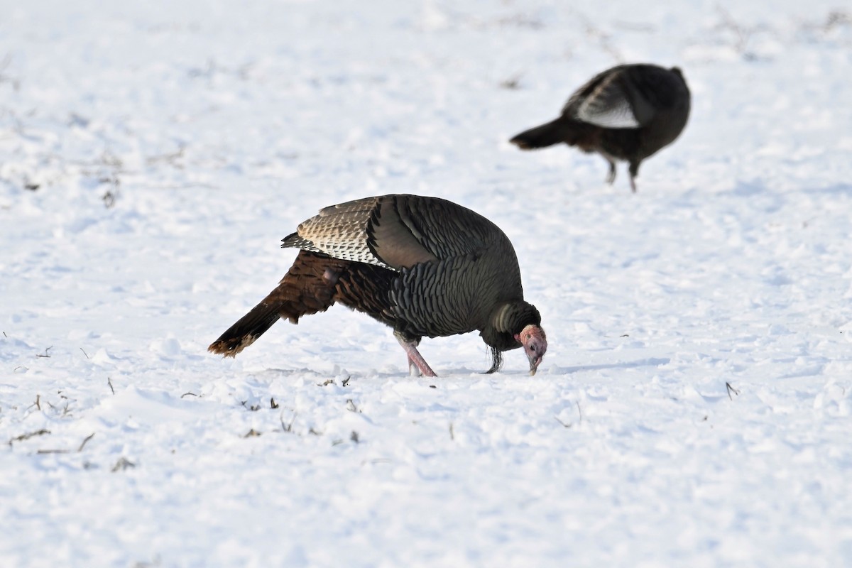 シチメンチョウ - ML646425563