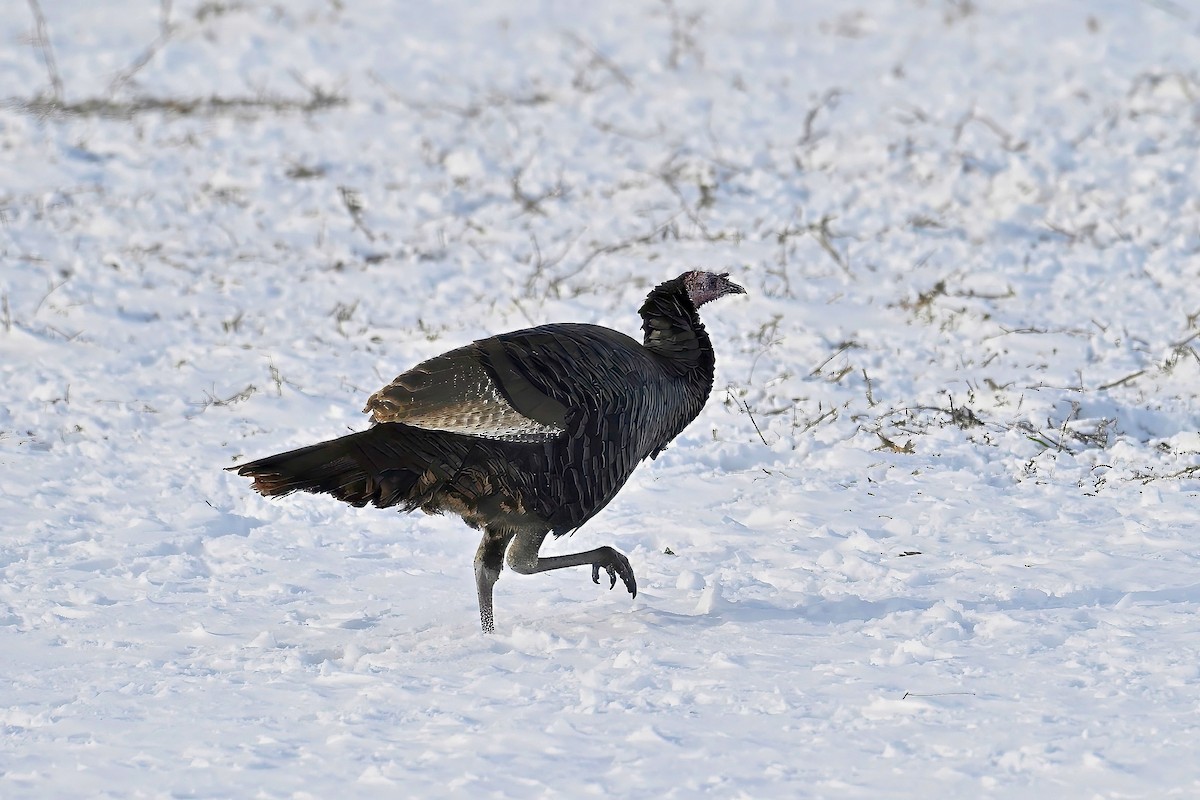 シチメンチョウ - ML646425564