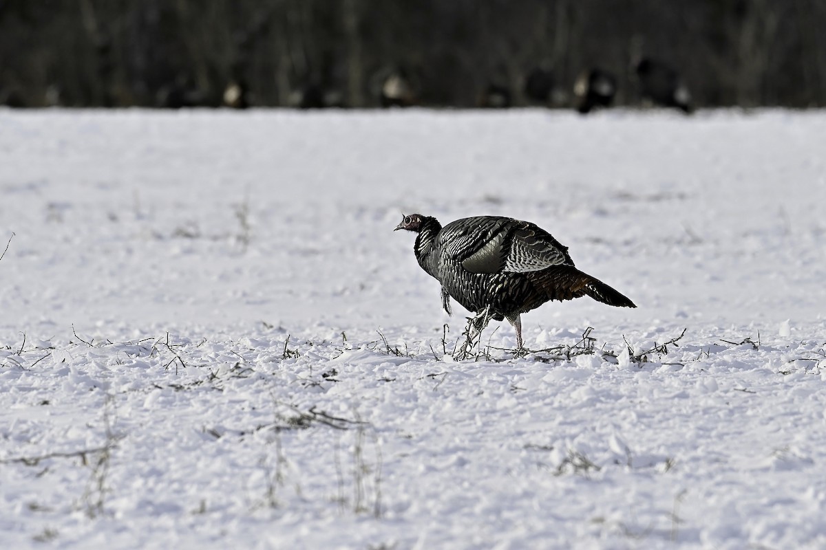 シチメンチョウ - ML646425565