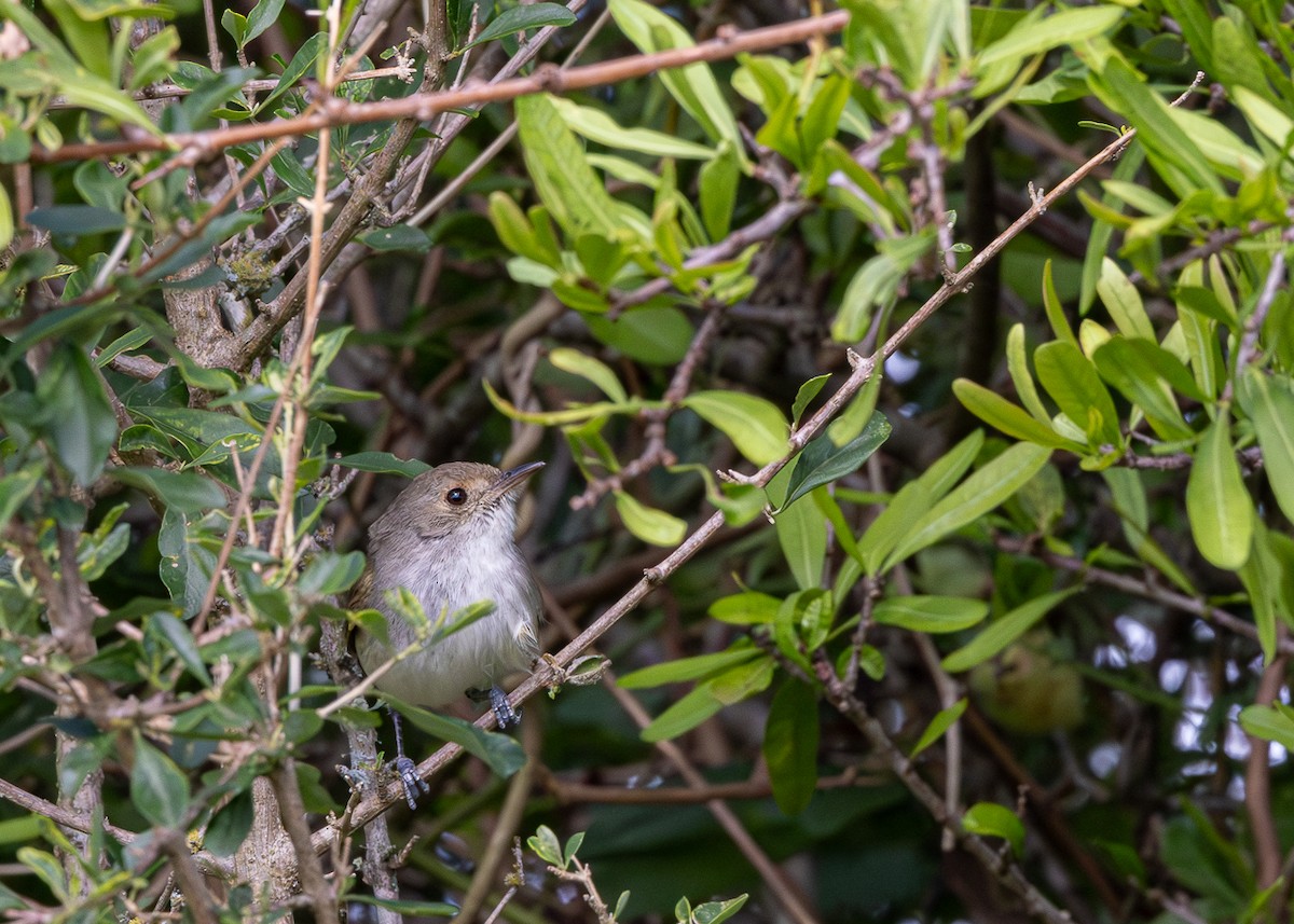 Fulvous-crowned Scrub-Tyrant - ML646425568